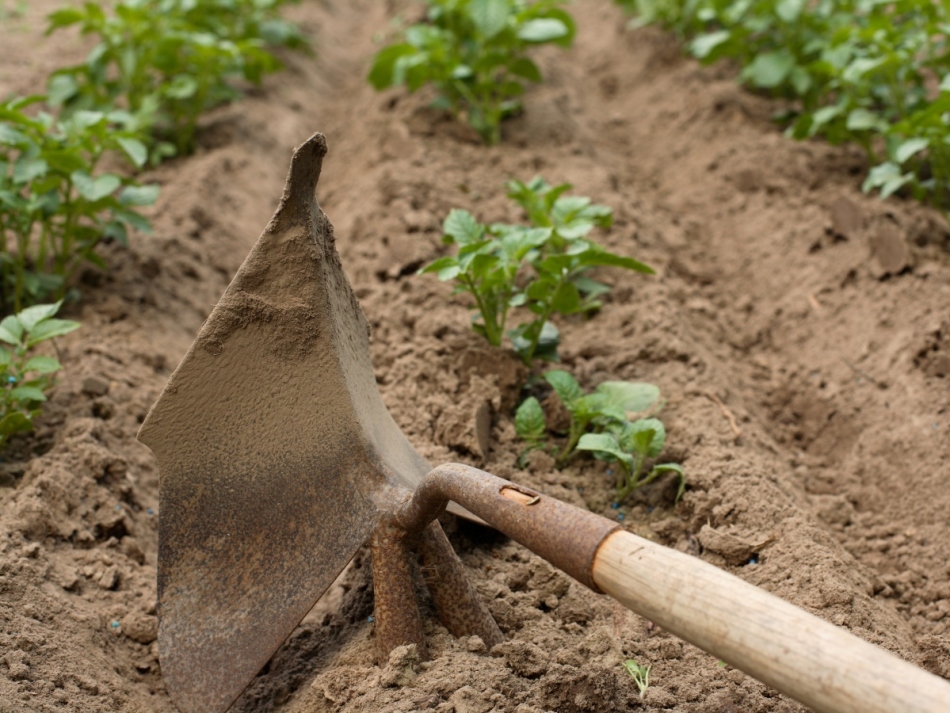 Is it possible to spill potatoes in the heat?