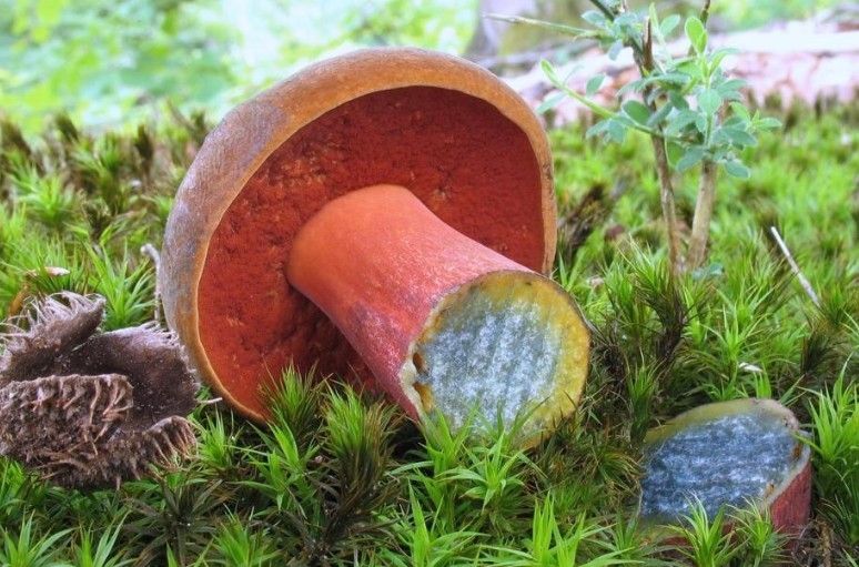 Yellow mushroom with a bluish leg