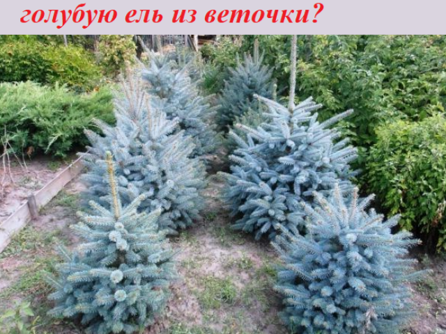 Is it possible to grow a blue spruce from a twig: methods of reproduction at home, tips for caring for cuttings