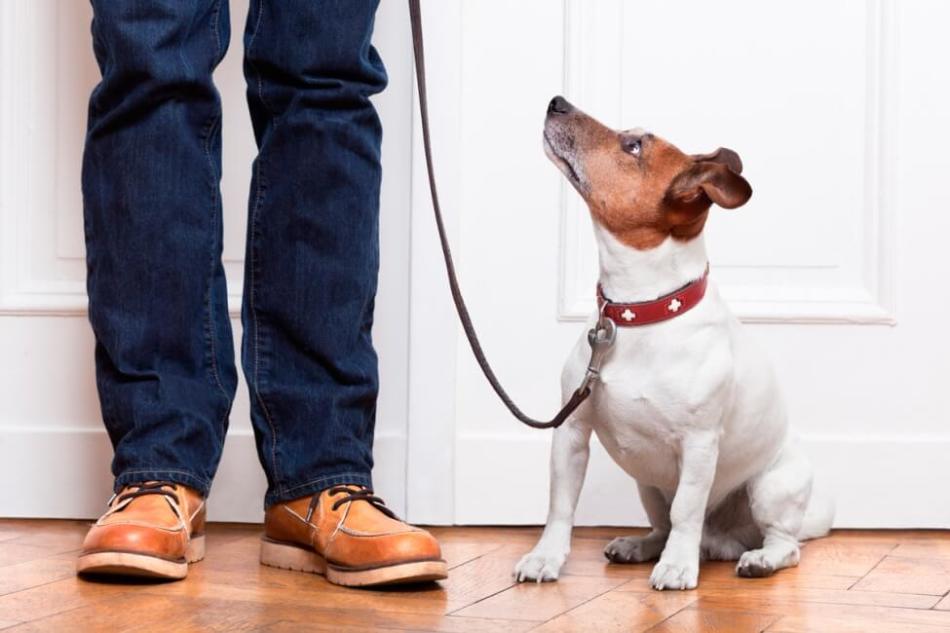 Cómo enseñarle a un cachorro en casa un equipo cercano: entrenamiento y gestos