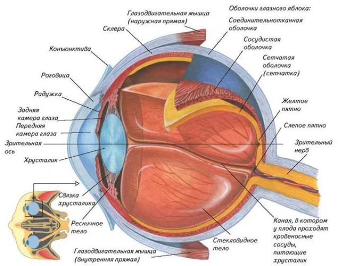 Где в органе зрения находится желтое. Строение глазного яблока человека рисунок. Схема глазного яблока (в сагиттальном сечении). Схема внутреннего строения глаза. Строение зрительного анализатора глазное яблоко.