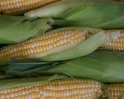 Melyik gabonakultúra a legtermékenyebb a világon, melyik ágazatban használják? A kukorica megjelenésének, a jótékony tulajdonságok és a kukorica és a kukorica stigmák ellenjavallatának története. Milyen ételeket készítenek a világon a kukoricából?