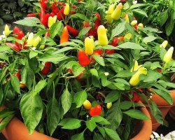 How to grow acute pepper on a windowsill at home, how to sow it, feed, water it? Chili pepper on the windowsill: growing from seeds under the fall, the causes of yellowing of the leaves