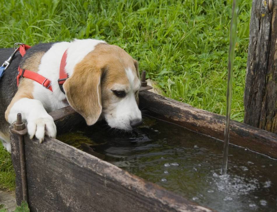 Одним из симптомов заболевания печени у собак является сильная жажда