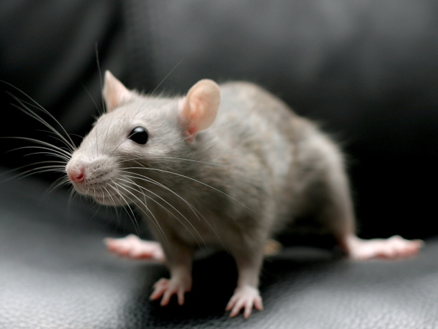 Сонник: к чему снится маленькая, серая, черная и белая мышь? К чему снится много маленьких мышей в квартире?