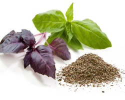 Basil violet: chemical composition, therapeutic and beneficial properties, use as seasoning in cooking, traditional medicine, contraindications. Basil violet: a recipe for salad, alcohol tincture, potato compress with basil oil from bronchitis
