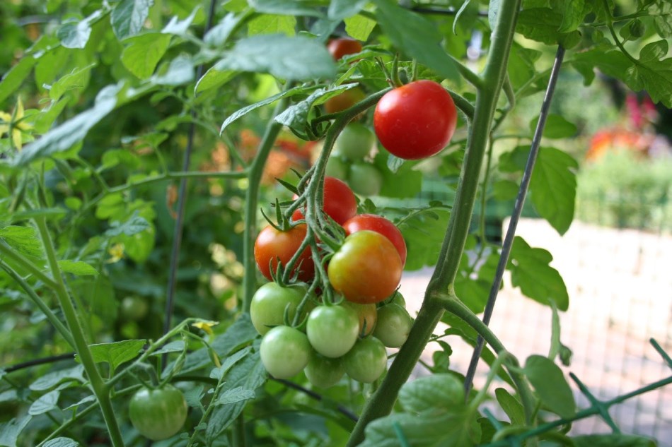 Здоровые томаты