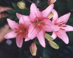 Kako se pravilno brinuti za bulbous cvjetove: obrezivanje i iskopavanje žarulja ljiljana i gladiola i njihovo skladištenje zimi. Kada obrezati ljiljane i gladioli i iskopati žarulje za pohranu?