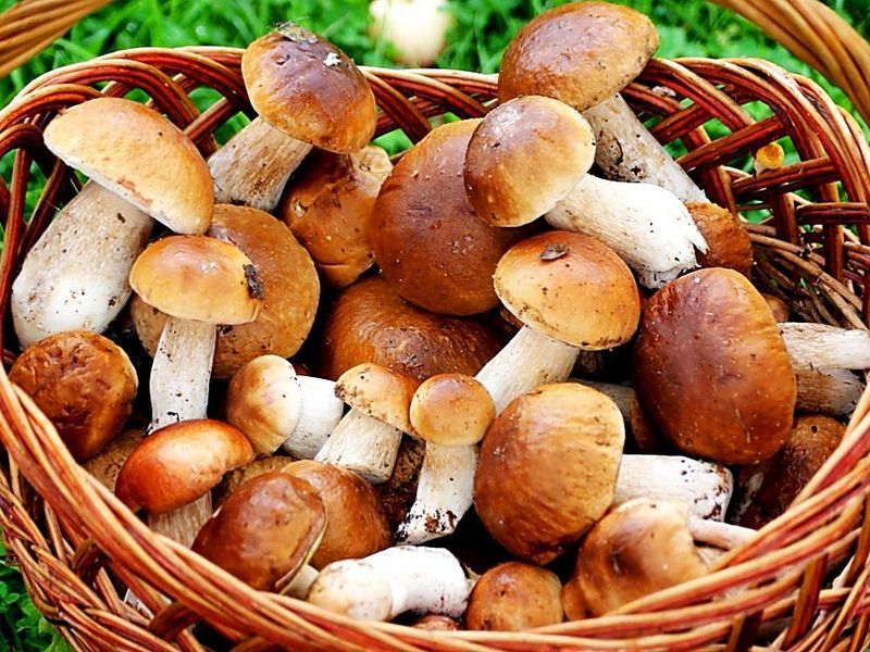 Mushrooms contain vitamins for visual acuity