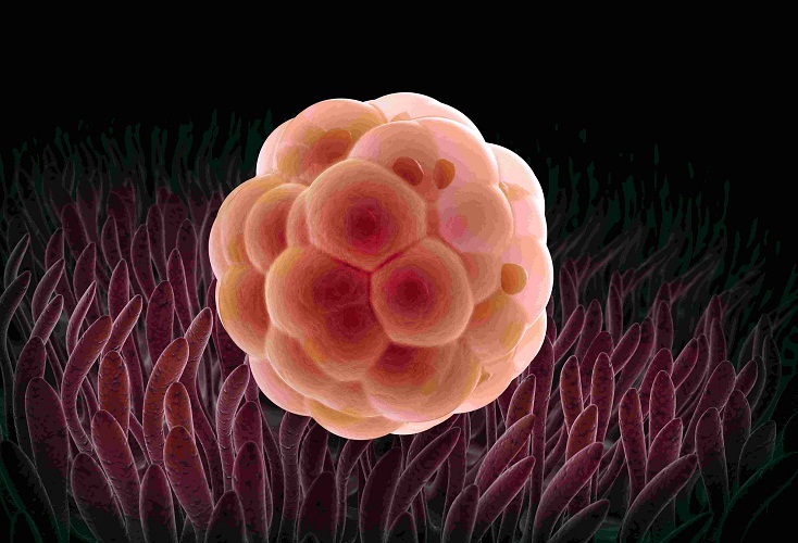 The tiny embryo goes through several complex phases
