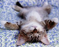 Кот постоянно спит на спине, раскинув лапы — что это значит: примета