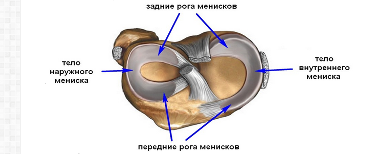 Knee joint: meniscus