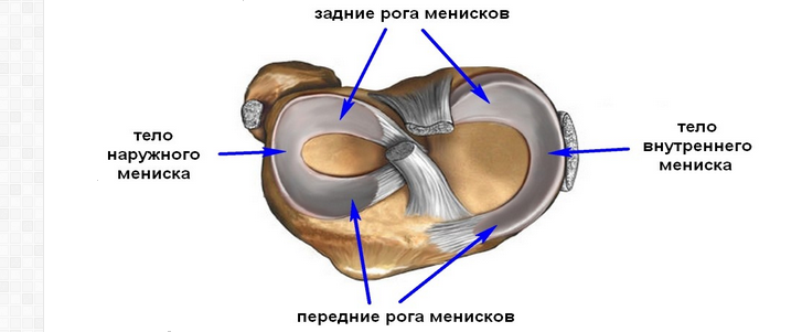 Articulación de la rodilla: menisco