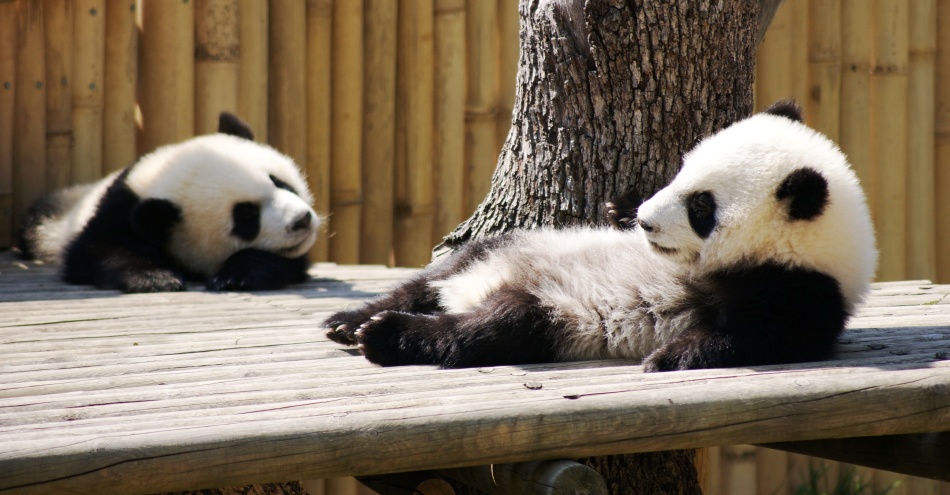 Pandy v živalskem vrtu Madrid, Španija