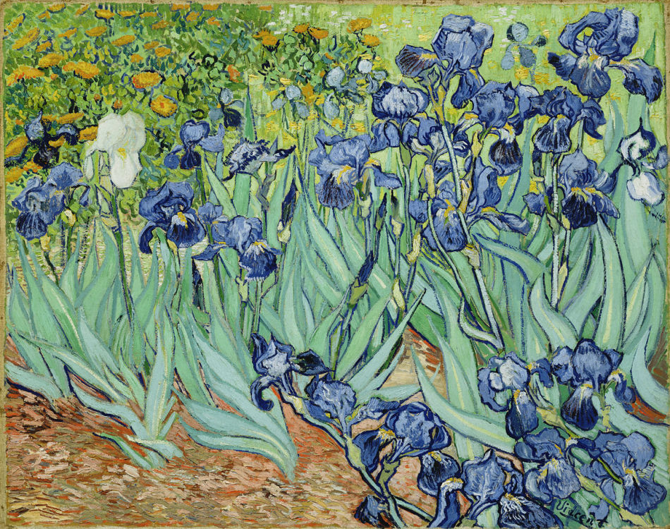 Slikanje Irisa Van Gogh, fotografija
