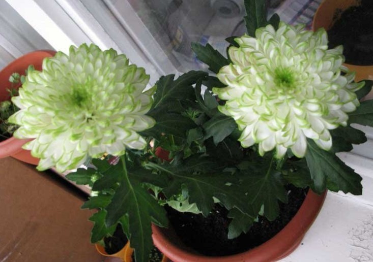 Chrysanthemum - یک گل بزرگ داخلی