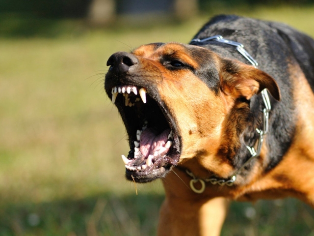 Ak pes niekto kousol, čo ohrozuje majiteľa? Čo robiť s majiteľom so psom, ktorý hryzuje človek?