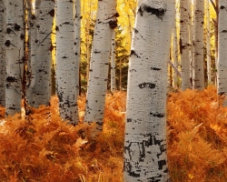 Berapa tahun pohon birch hidup, tergantung pada spesies dan iklim? Berapa tahun Birch tinggal di Rusia? Bagaimana cara memperpanjang umur birch?