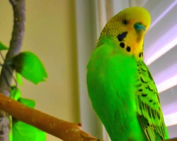 Какие попугаи лучше всего учатся говорить: виды говорящих попугаев. Как научить волнистого попугая мальчика и девочку разговаривать, как научить говорить кореллу?