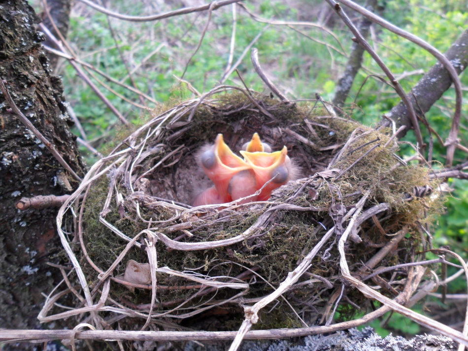 Nest and chicks of tangerines
