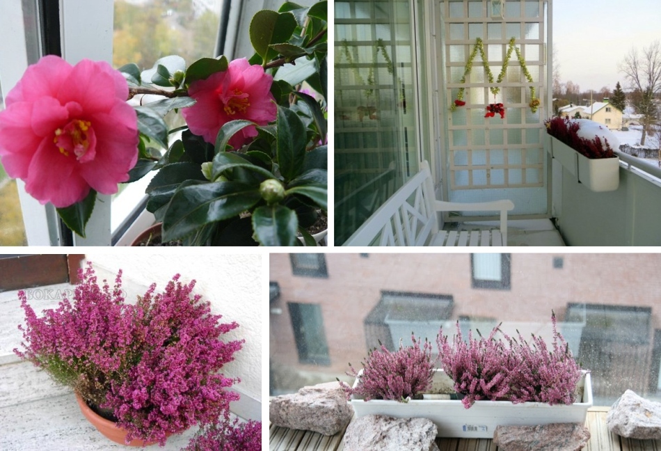 Fleurs pour un balcon froid