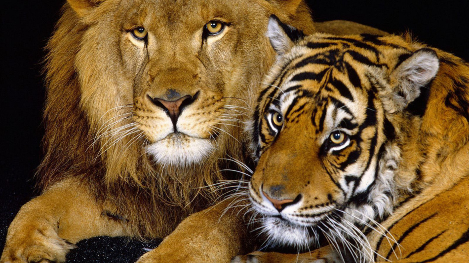 Дружелюбные лев и тигр обещают сновидцу скорую победу или удачное завершение дел.