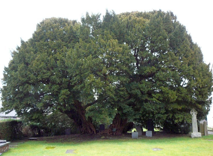 Holz mit einer großen Anzahl von Legenden