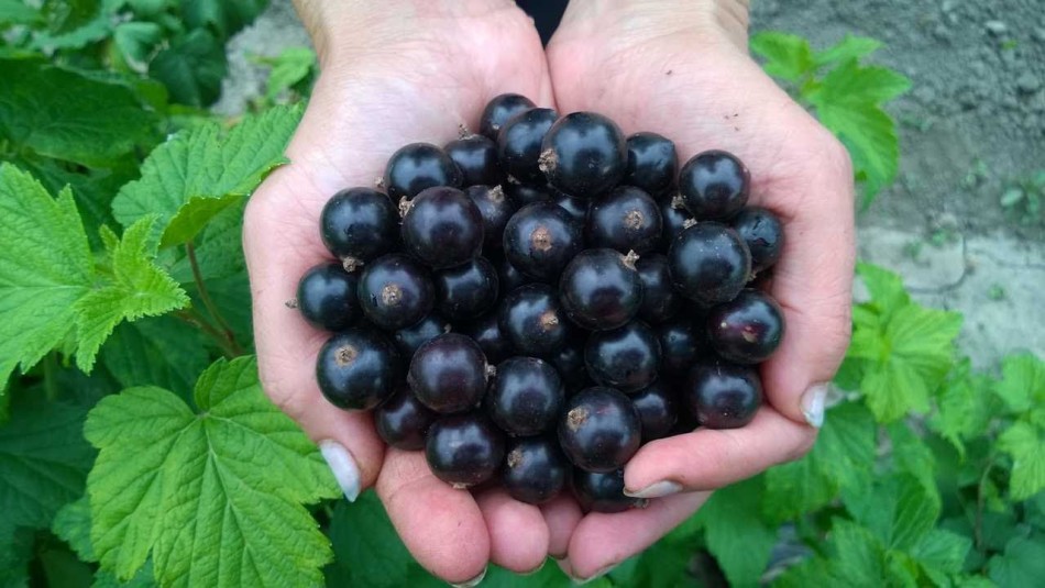 Nagy fekete ribizli bogyók egy tapasztalt kertész tenyerében
