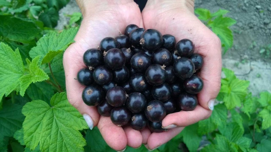 Grandes bayas de grosella negra en las palmas de un jardinero experimentado