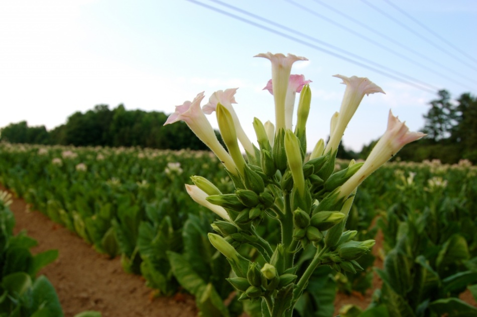 A planta de zagueiro do tabaco é plantada perto de muitas culturas para assustar pragas