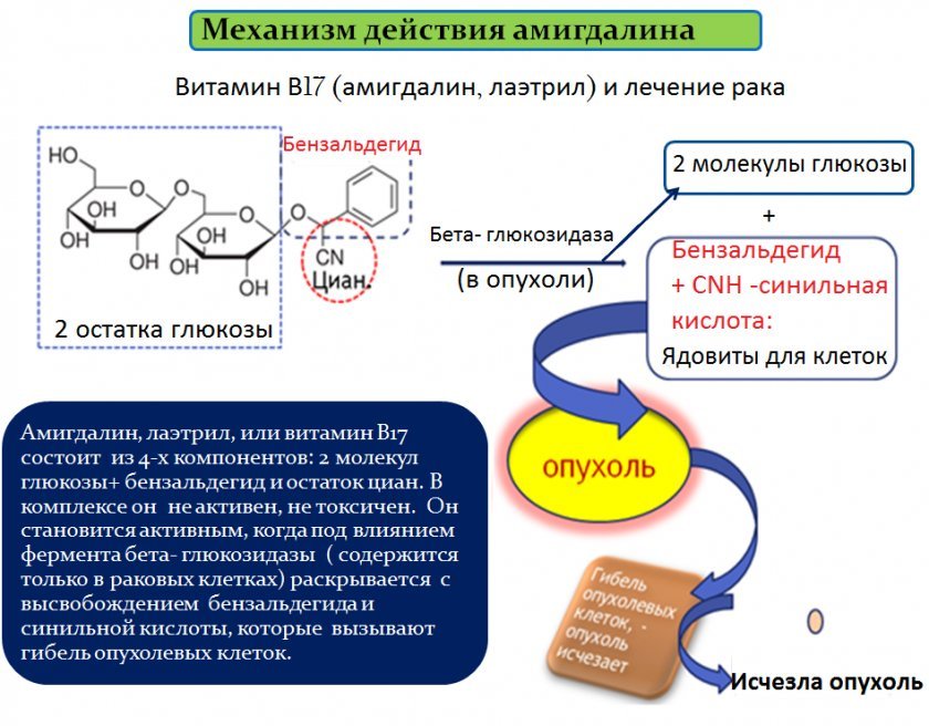 Абрисотське ядро \u200b\u200bв боротьбі з раком