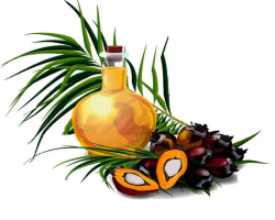 L'huile de coco et les palmiers sont la même chose: qu'est-ce qui est différent, ce qui est mieux dans les avantages et les dommages?
