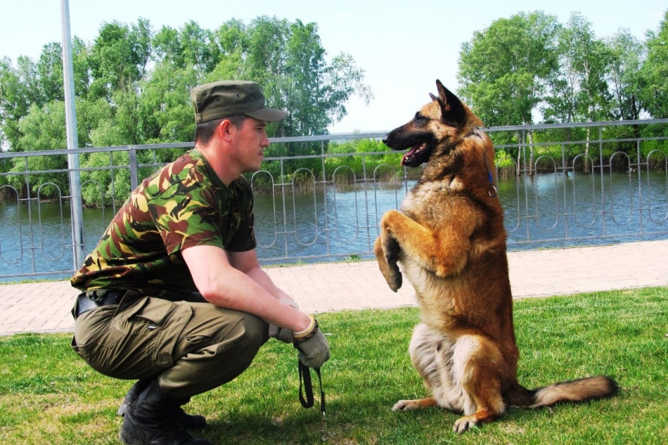 ¿A qué edad se puede entrenar al cachorro del perro en casa?