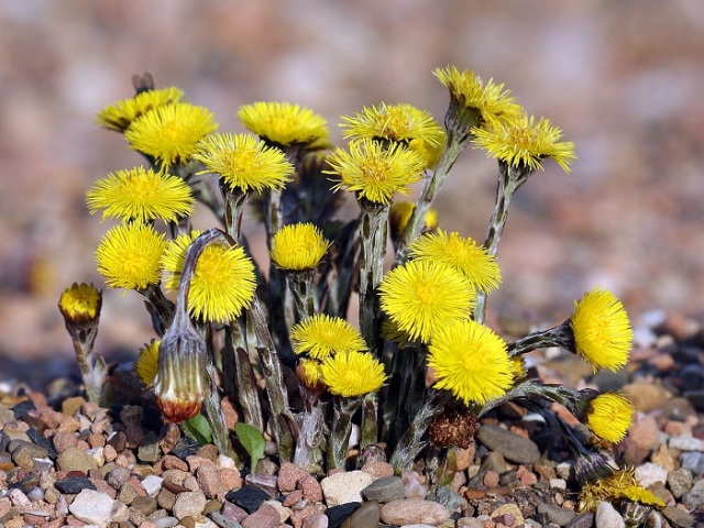 Mother-I-Machech Plant: องค์ประกอบ, คุณสมบัติการรักษาและข้อห้าม, สูตรพื้นบ้านสำหรับใช้จากโรค