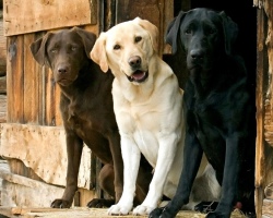 Retriever and Labrador: What is the difference between them? Differences in the retriever and labrador in appearance and character, in the content: comparison. The history of breeds: Where did the differences come from the Mezhzhe Retriever and Labrador?