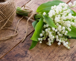 Kada Lily iz doline cvjeta? Lily of the Valley: Opis, zagonetke o dolini za djecu