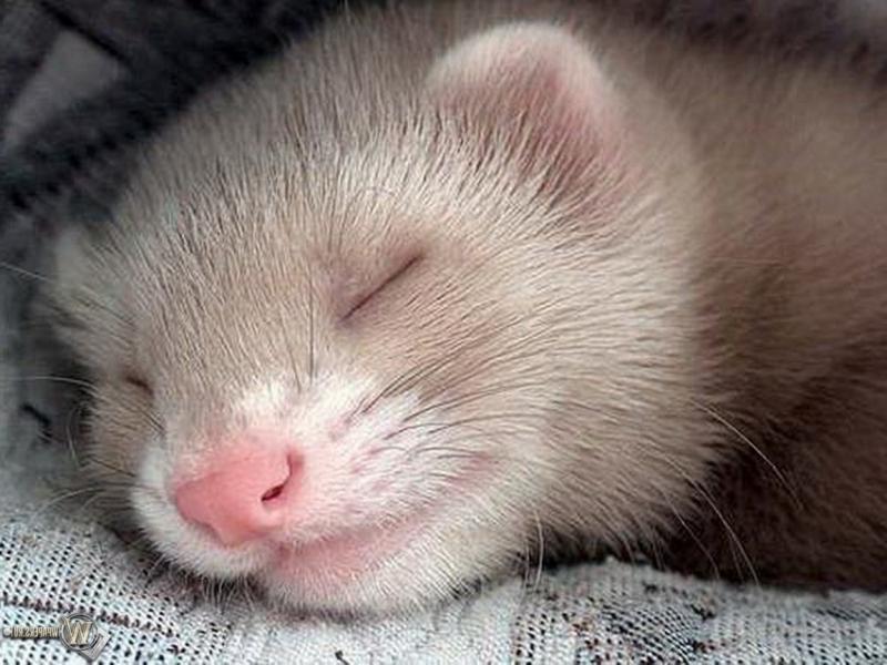Home ferrets - cute and funny animals