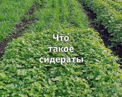 Како то посадити и оним што су на пролеће, лето, јесен, зими под кромпиром, јагодама, луком, белим луком, гроблом, грмљавином, купујем, шаргарепу, малине, коров, касни ветар: имена, списак, сетва и подстицање периода . Најбољи сидери за башту: Имена, Листа