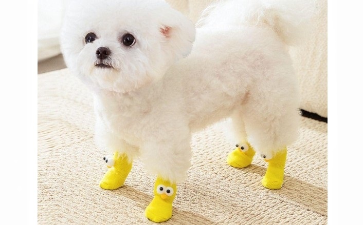 Fashionable shoes for dogs of small breeds