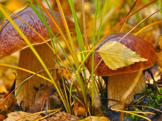 Mushroom signs: folk conspiracies of mushroom pickers, mushroom signs according to national and church holidays