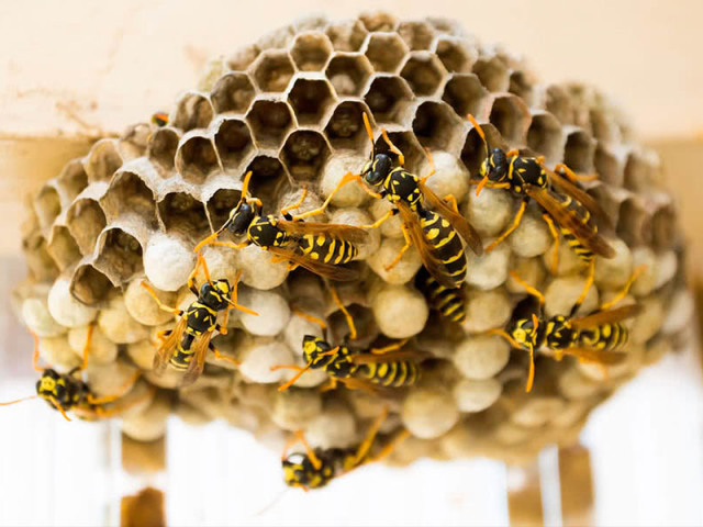 How to get rid of the aspen nest in the country: folk methods and means