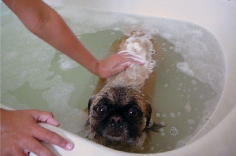 Человек может без опаски купать больную демодекозом собаку - заразиться не получится
