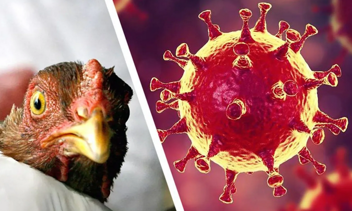Flu burung berbahaya bagi manusia