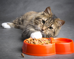 Vad är skillnaden mellan mat för steriliserade katter och vanligt?