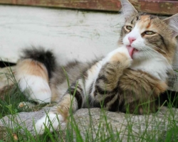 Why is the cat itching, poking, but there is no fleas? The cat is constantly itch for: causes, methods of treatment