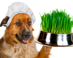 Le chien mange de l'herbe: les causes du phénomène et l'action du propriétaire en même temps