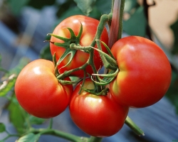 Wie oft und wie kann man Tomaten in offenem Boden und einem Polycarbonat -Gewächshaus wässern? Muss ich während der Reifungsperiode Tomaten auf Wasser gießen? Wann, zu welcher Tageszeit, ist es besser, die Tomaten im Gewächshaus und am offenen Boden zu gießen: am Morgen oder am Abend warm oder kaltes Wasser?