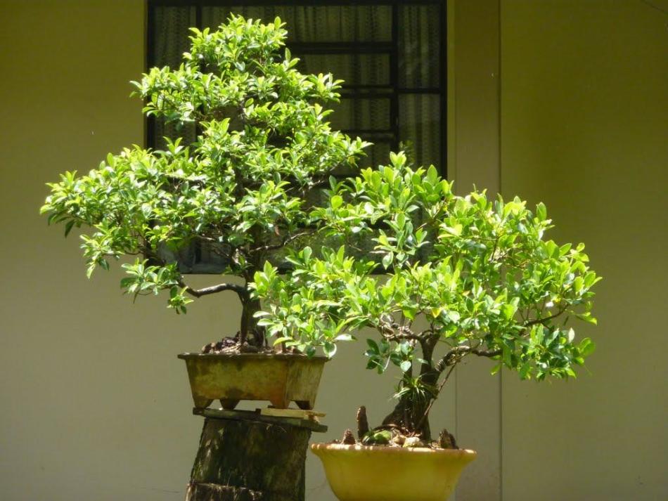 Ficus Benjamin Bonsai: Perawatan dan penyiraman di rumah