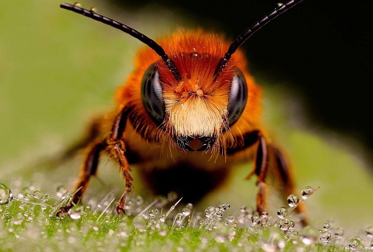 Ο Φρόιντ κατείχε μια αναλογία μελισσών με αρσενική σεξουαλική αξιοπρέπεια