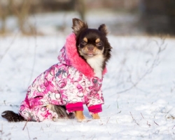 Cara menjahit pakaian untuk anjing kecil: pola, foto model terbaik. Membangun pola untuk anjing untuk anjing dari jenis apa pun: Rekomendasi umum, pembangunan jaringan